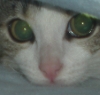 Avatar utente