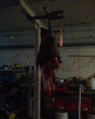 Cinghiale di Hannes.jpg